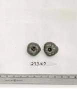 Click for 1 image(s) for this accession. FRUIT